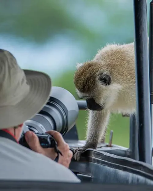 Photographic Safari
